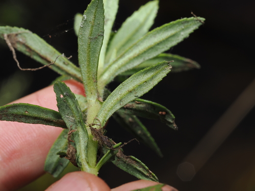 Limnophila chinensis, photograph 6