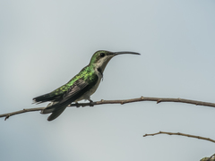 Anthracothorax dominicus