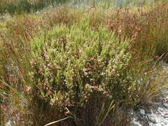 Erica tegulifolia