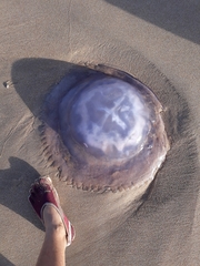 Eupilema inexpectata