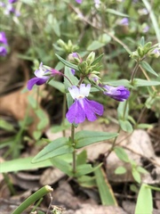 Collinsia violacea