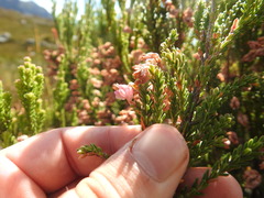 Erica tegulifolia