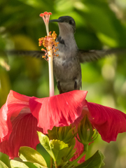 Anthracothorax dominicus