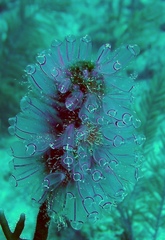 Clavelina picta