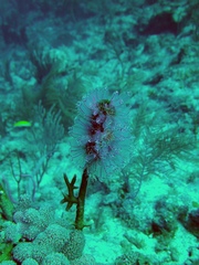 Clavelina picta