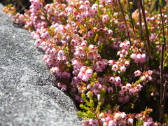 Erica curvirostris
