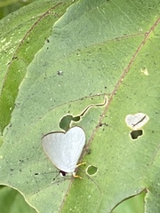 Euselasia cataleuca