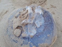 Eupilema inexpectata