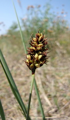 Carex sabulosa