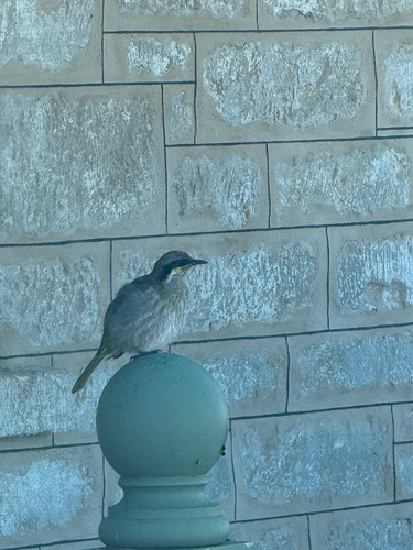 Singing Honeyeater