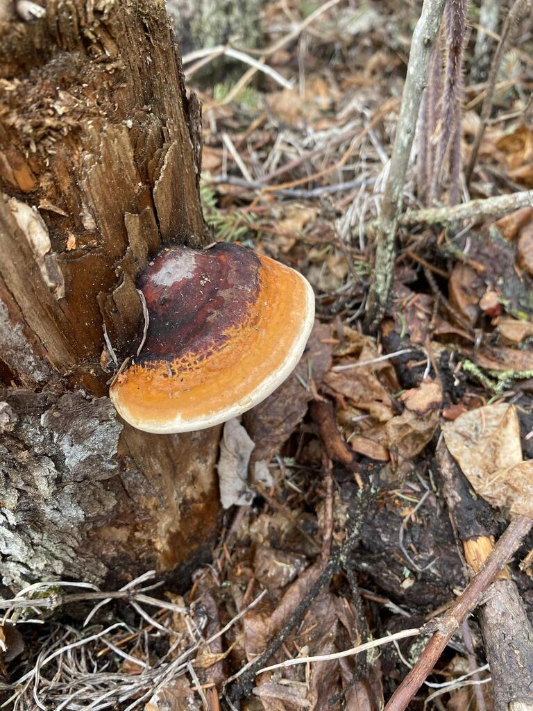 Fomitopsis mounceae · April 2026 · photo: © arthur_ab_frogman (iNaturalist, cc-by-nc)