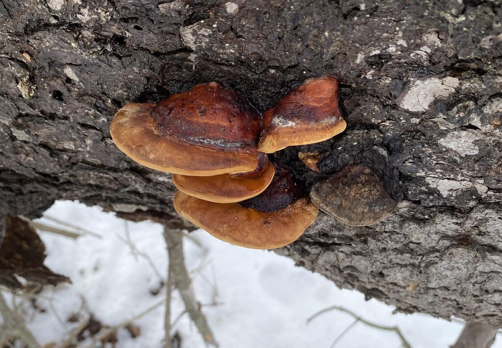Fomitopsis mounceae · April 2026 · photo: © arthur_ab_frogman (iNaturalist, cc-by-nc)