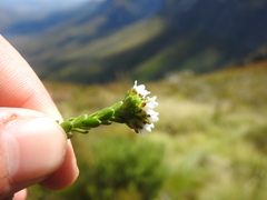 Euchaetis