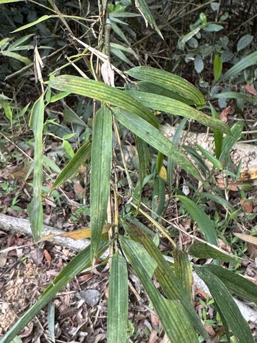 Phyllostachys makinoi, photograph 1