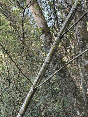 Phyllostachys makinoi, photograph 2
