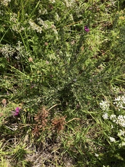 Indigofera rhodantha