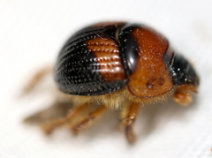 Bolbocerosoma hamatum