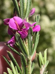 Indigofera rhodantha