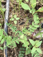 Astragalus leptocarpus