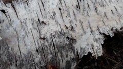 Formica polyctena × rufa