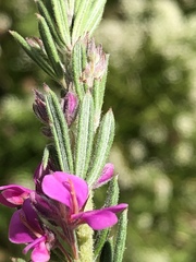 Indigofera rhodantha