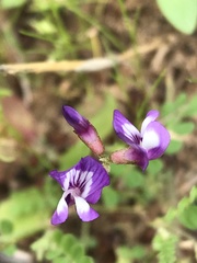 Astragalus leptocarpus