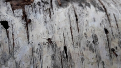 Formica polyctena × rufa