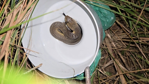 Snouted Cobra
