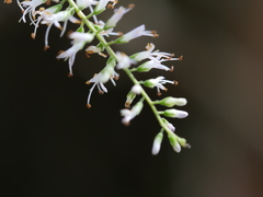 Veronica stricta stricta