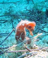 Hippocampus reidi