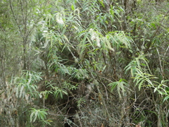 Veronica stricta stricta