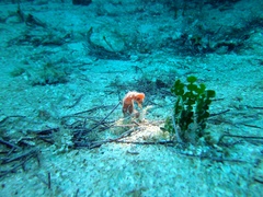 Hippocampus reidi