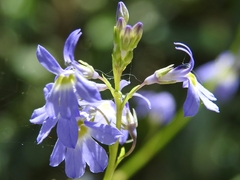 Lobelia berlandieri