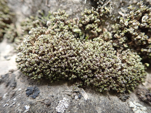 Syntrichia ammonsiana