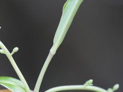 Veronica stricta stricta