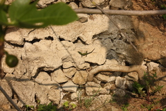 Podarcis muralis nigriventris