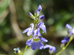 Lobelia berlandieri