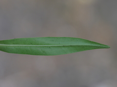 Veronica stricta stricta
