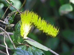 Combretum fruticosum