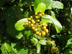 Dilleniaceae