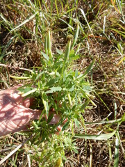 Porophyllum ruderale