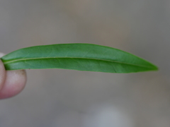 Veronica stricta stricta