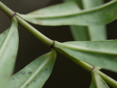 Veronica stricta stricta