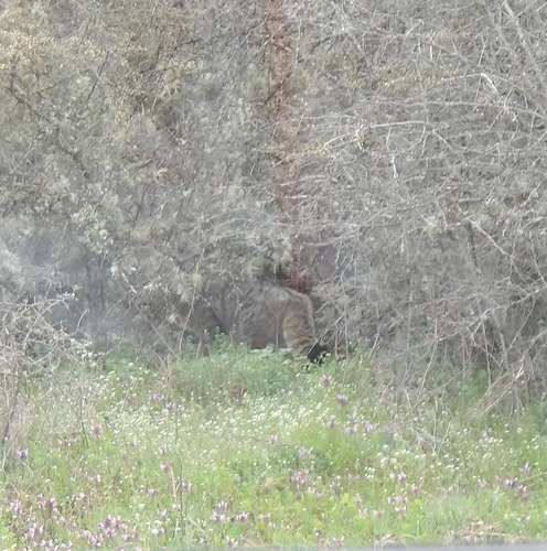 European Wildcat
