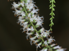 Veronica stricta stricta