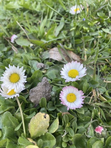 Lawn daisy