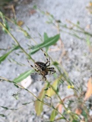 Araneus diadematus