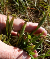 Porophyllum ruderale