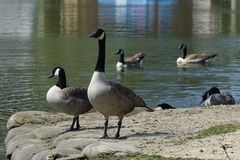 Branta canadensis