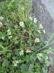 Cochlearia officinalis